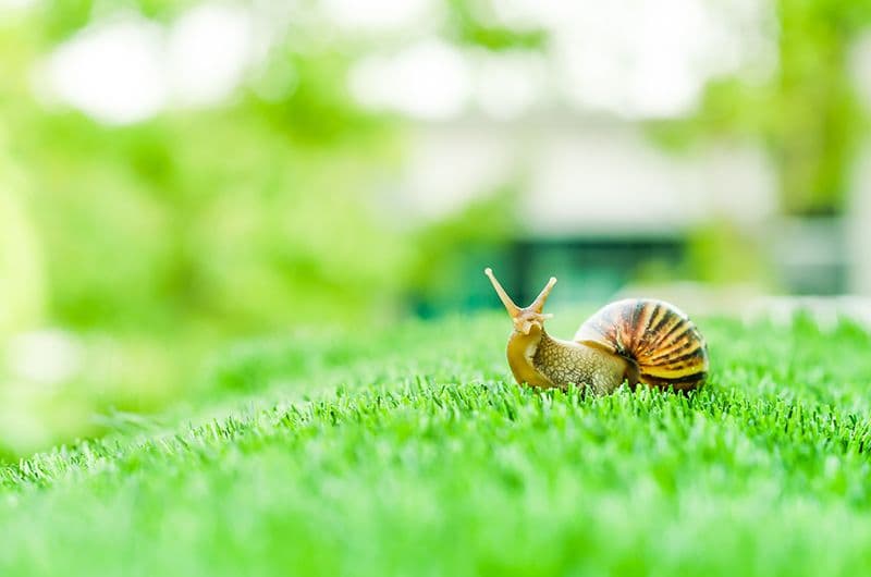 snail mail